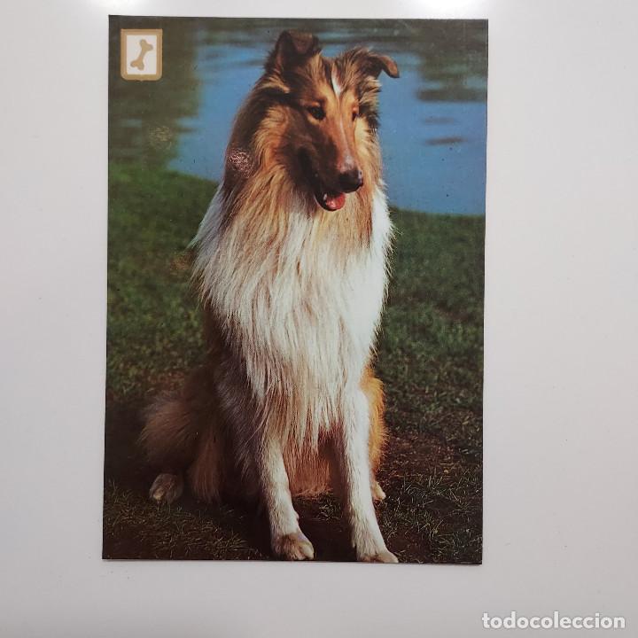 Postales: POSTAL PERRO SIN CIRCULAR - Foto 1