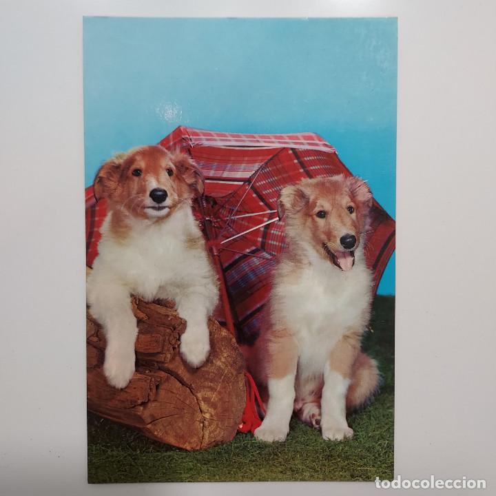 Postales: POSTAL PERROS SIN CIRCULAR - Foto 1