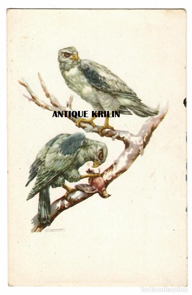 Postcards: POSTAL EDICIONES BARSAL N&ordm; 4 GAVILAN