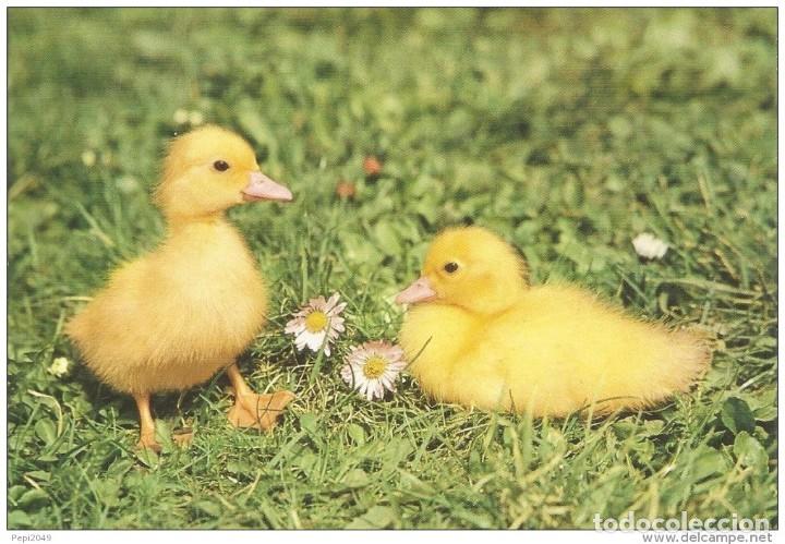 Postales: :::: PN184 - POSTAL - BONITOS PATITOS - Foto 1