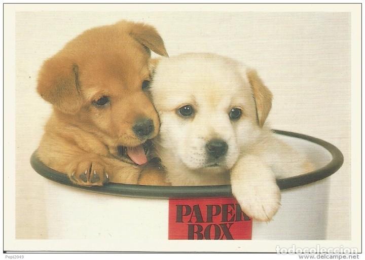 Postales: *** D101 - POSTAL - PERRITOS - Foto 1