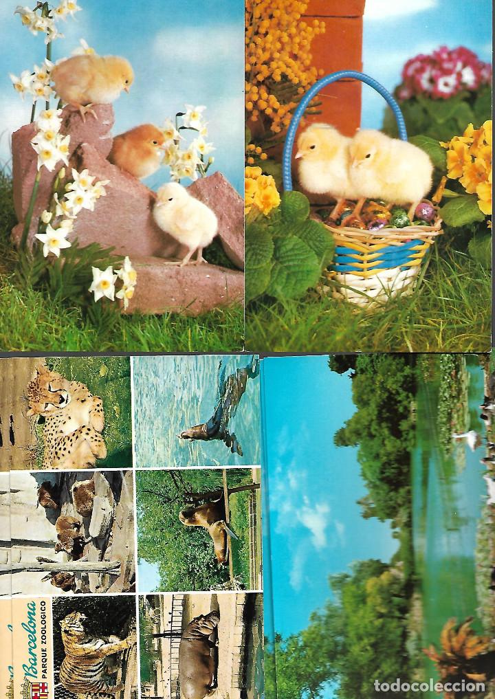Postcards: LOTE DE 7 POSTALES DE ANIMALES SIN CIRCULAR LAS DE LA FOTO