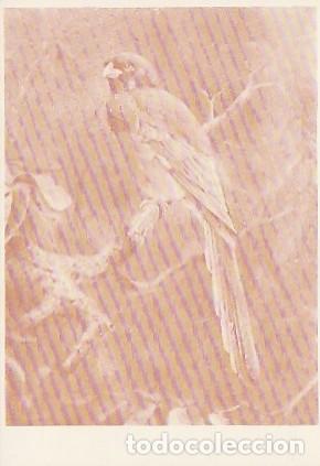 Cartes Postales: Mozambique ** & Postal, Im&aacute;genes de Mozambique, Fauna, Ave, , Edici&oacute;n Cambaco (1199635)