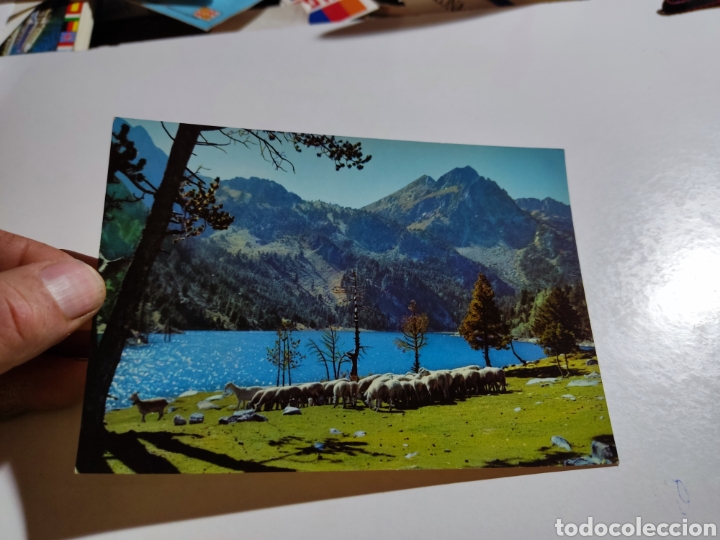 Postcards: Postal El pallars valle de espot ovejas