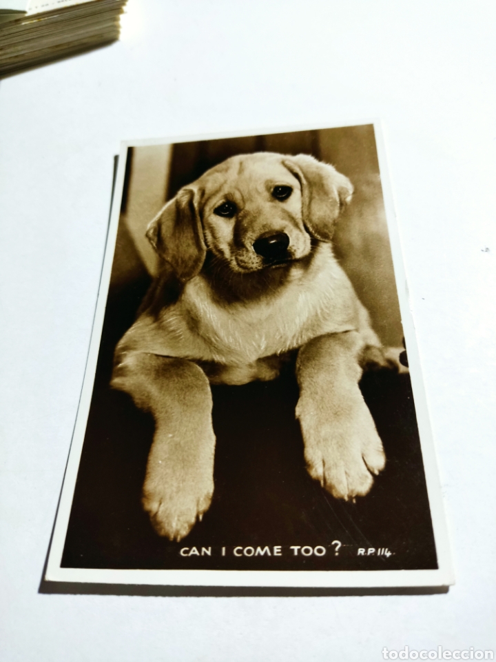 Postcards: Postal antigua 1959 perro