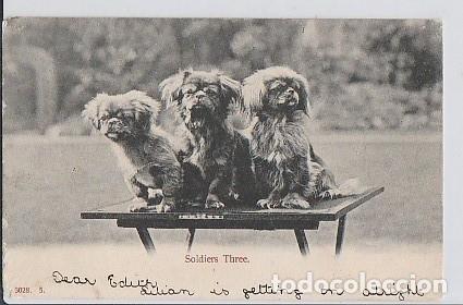 Postcards: Inglaterra & Marcophilia, Tres Soldados, Mascotas, Bristol 1904 (3028)