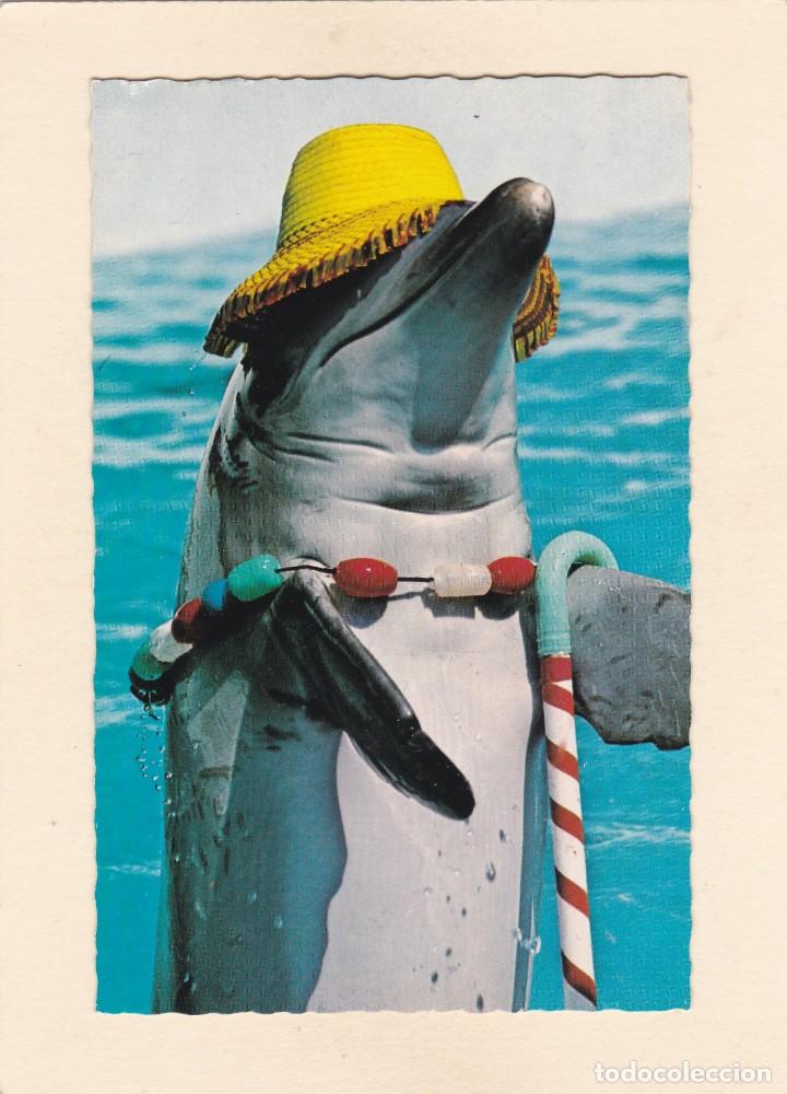 Postcards: DELFIN JUGANDO CON SOMBRERO AMARILLO, COLLAR Y BASTON