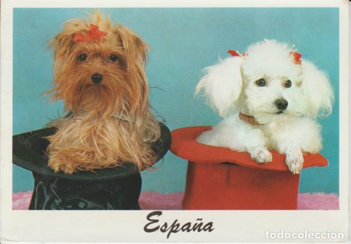Postales: ESPA&Ntilde;A. PERROS. PERRITOS. MARILYN - Foto 1