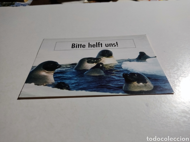 Postcards: Postal Suiza focas