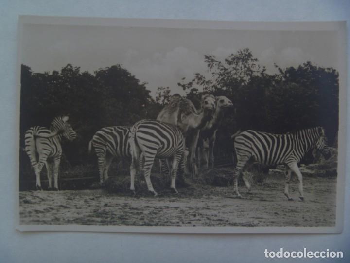 Cartes Postales: POSTAL ALEMANA DE CARL HAGEMBECK&acute;S TIERPARK DE HAMBURGO. ALEMANIA: CEBRAS Y DROMEDARIOS. A&Ntilde;OS 30