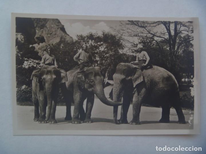 Postcards: POSTAL ALEMANA DE CARL HAGEMBECK&acute;S TIERPARK DE HAMBURGO. ALEMANIA: ELEFANTES INDIOS. A&Ntilde;OS 30