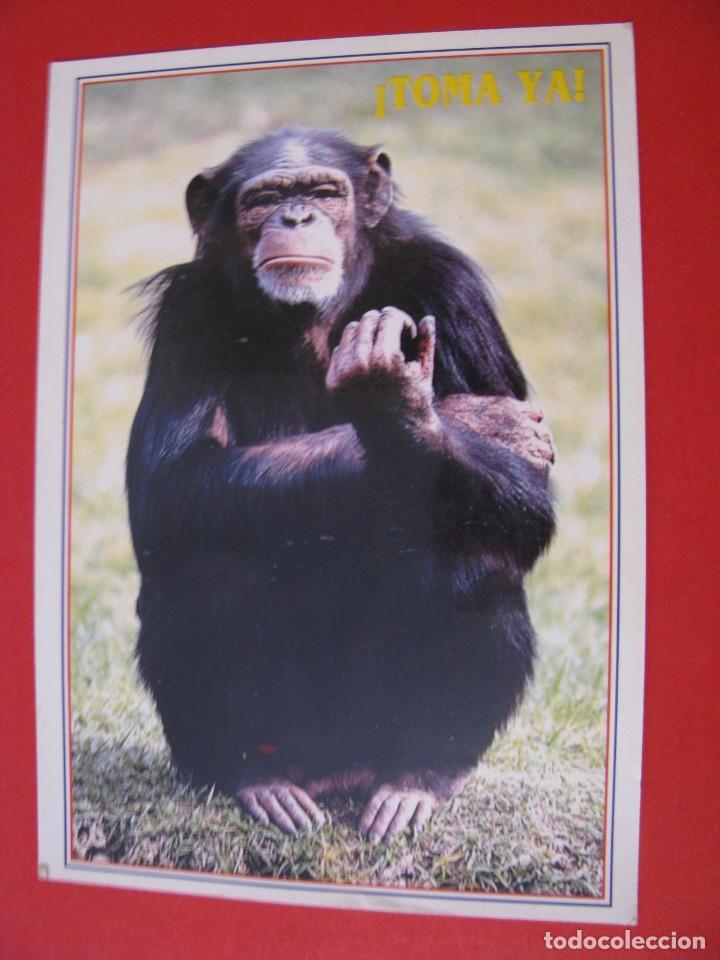 Postcards: POSTAL DE ED. ESCUDO DE ORO. N&ordm; 906. TOMA YA. CHIMPANCE.
