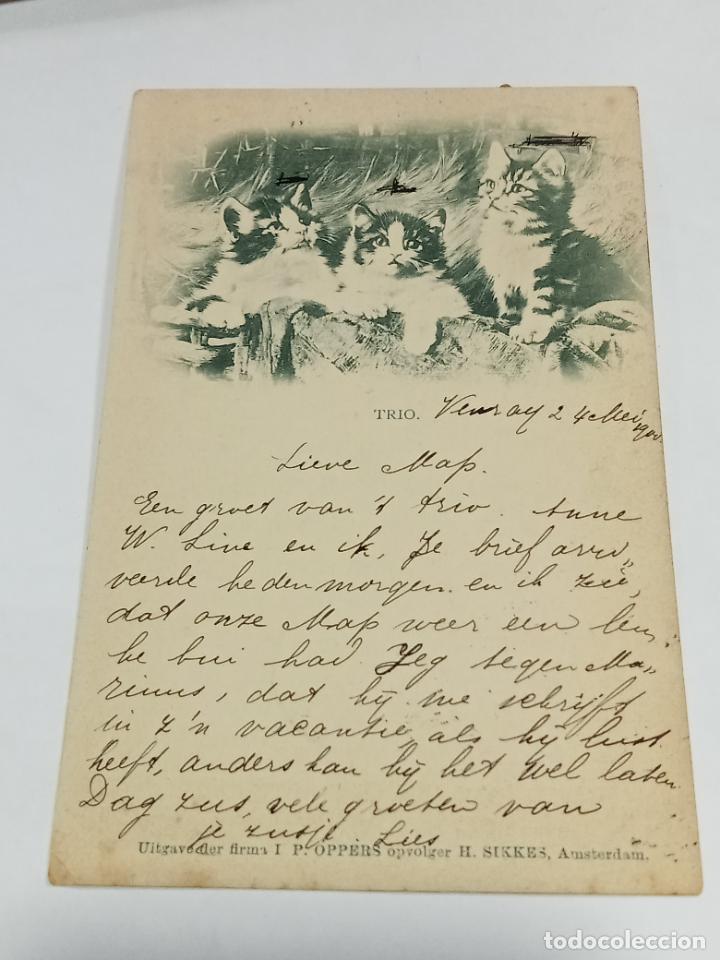 Postcards: TARJETA POSTAL. IMAGEN DE TRIO DE GATITOS.