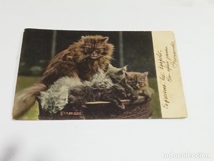 Postcards: TARJETA POSTAL. GATA CON CACHORROS EN CESTITO