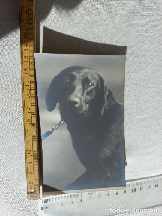 Postcards: POSTAL. FOTO DE UN PERRO. POST CARD SIN CIRCULAR