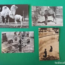 Postales: LOTE 4 ORIGINALES Y ANTIGUAS POSTALES FOTOGRAFIAS DE ANIMALES DEL ZOO.. Lote 334793328
