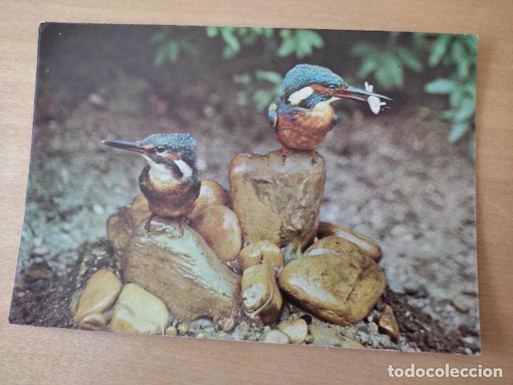 Postkarten: MARTIN PESCADOR MUSEO NACIONAL CIENCIAS NATURALES