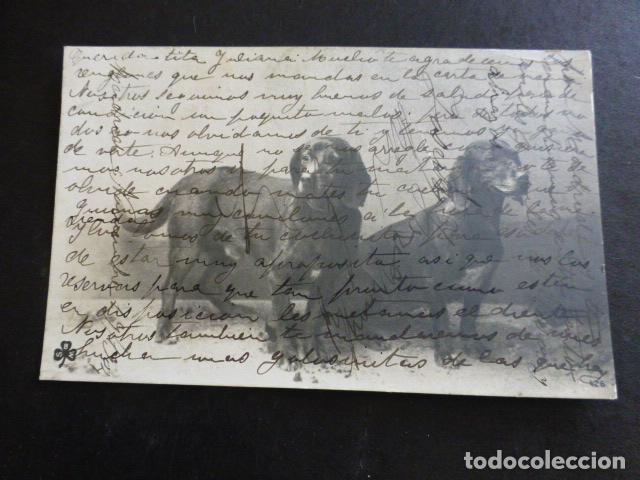 Postales: PERROS POSTAL ILUSTRADA - Foto 1