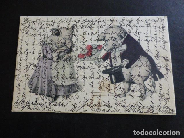 Postales: CERDOS POSTAL ILUSTRADA - Foto 1
