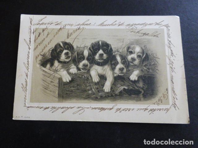 Postales: PERROS POSTAL ILUSTRADA - Foto 1