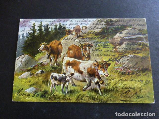 Postales: VACAS POSTAL ILUSTRADA - Foto 1