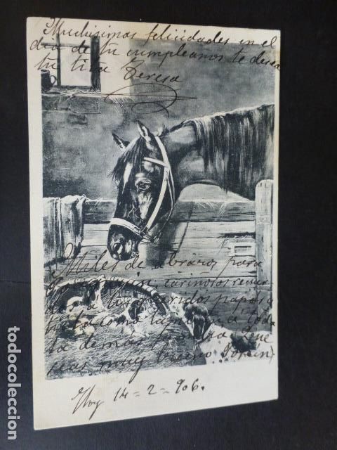 Postales: CABALLO Y CACHORROS DE PERROS POSTAL - Foto 1