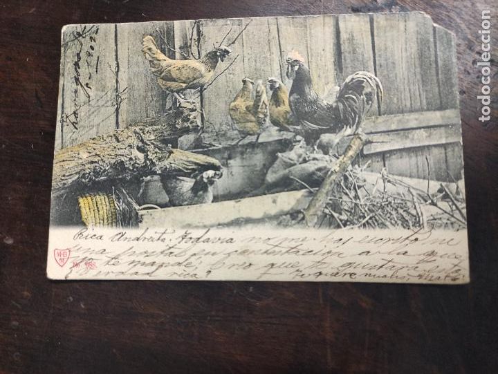 Postkarten: Gallinero - fechada 1902