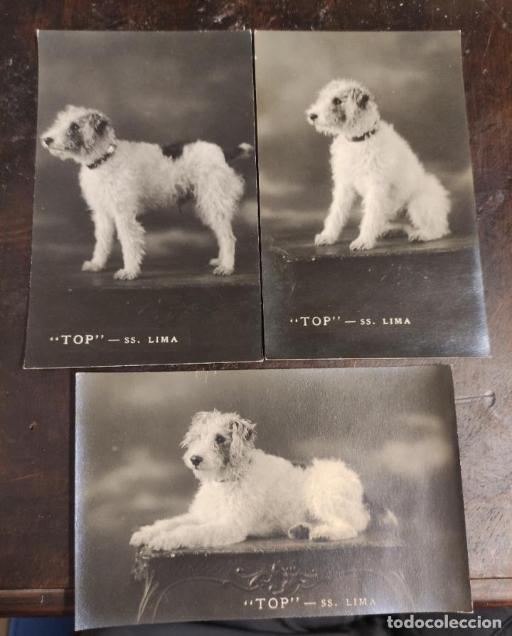 Postales: TOP - ss. LIMA - Perro posando - Foto 1