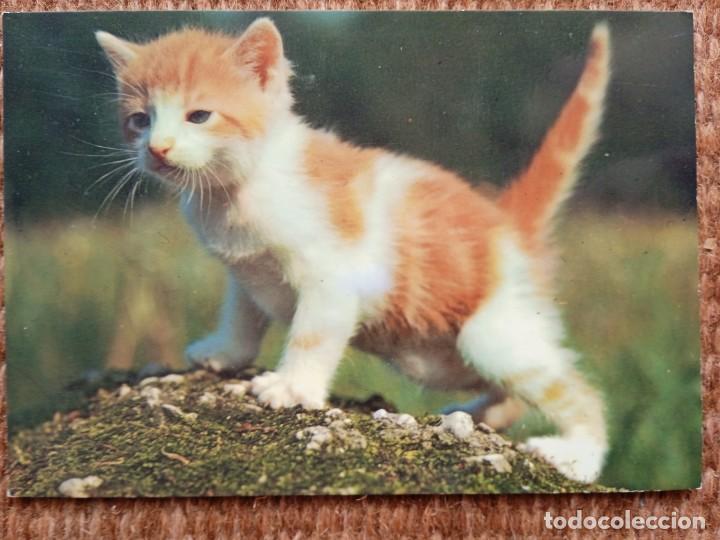 Postkarten: GATITO - GATO