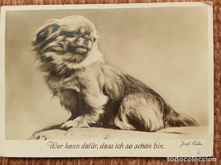 Postkarten: PERRO PEKINES