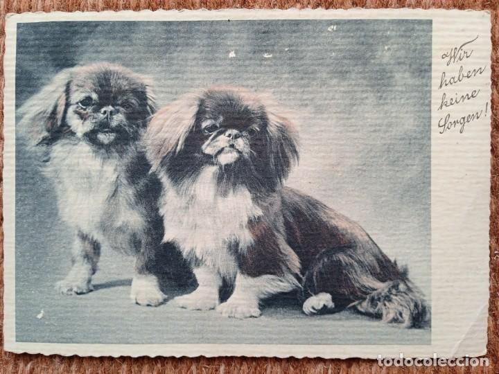 Postkarten: PERRO PEKINES