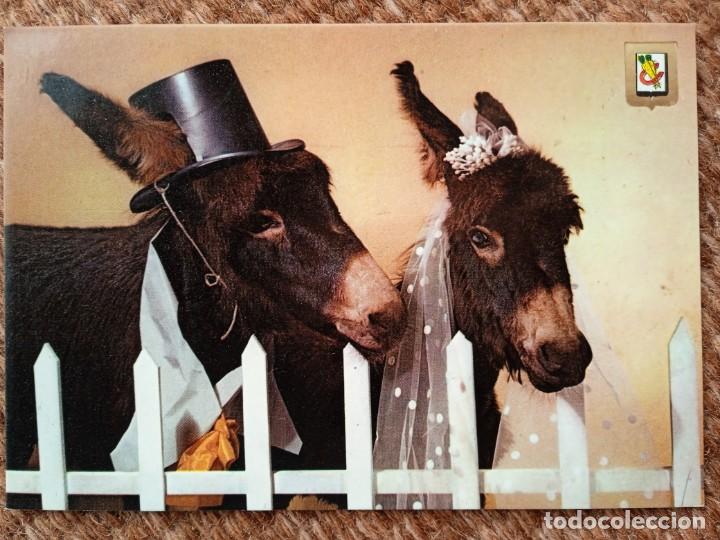 Postkarten: ANIMALES COMICOS - BURRO - NOVIOS