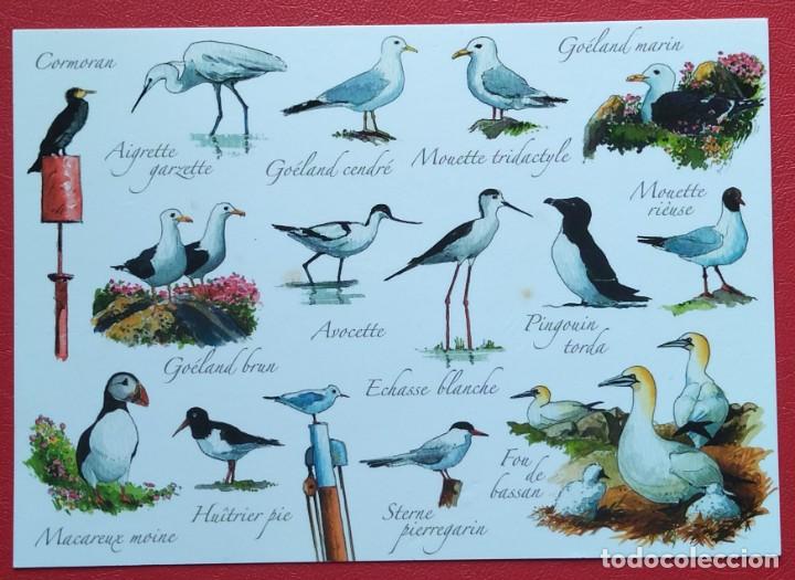 Postales: Aves - Birds. Postal nueva sin circular. - Foto 1