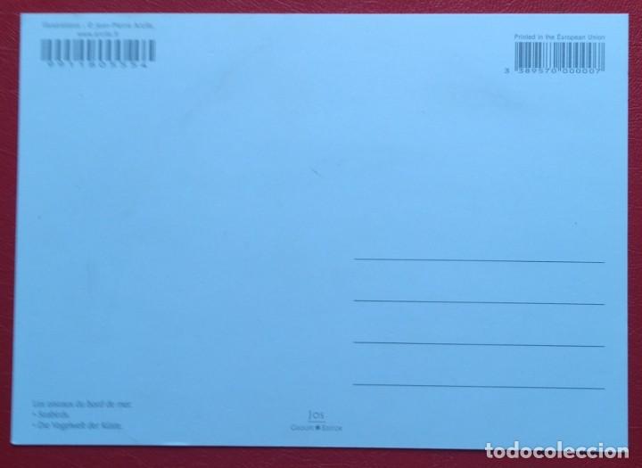 Postales: Aves - Birds. Postal nueva sin circular. - Foto 2