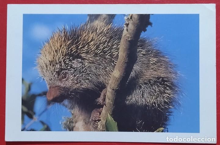 Postales: Fauna de Brasil. Postal circulada de Roma a Madrid. - Foto 1