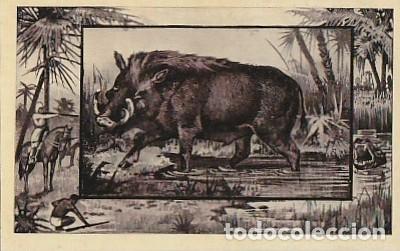 Postkarten: Estados Unidos ** & Postal, La Jabal&iacute;, Safari Africano de Teddy Roosevelt, M.J. Mintz 1909 (7899)