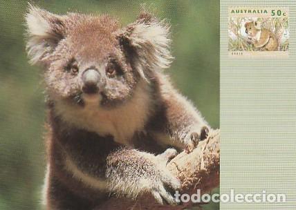 Postcards: Australia ** & Enteiro, Fauna Australiana, el Koala, Phascolarctos cinereus) 1992-1998 (8729)