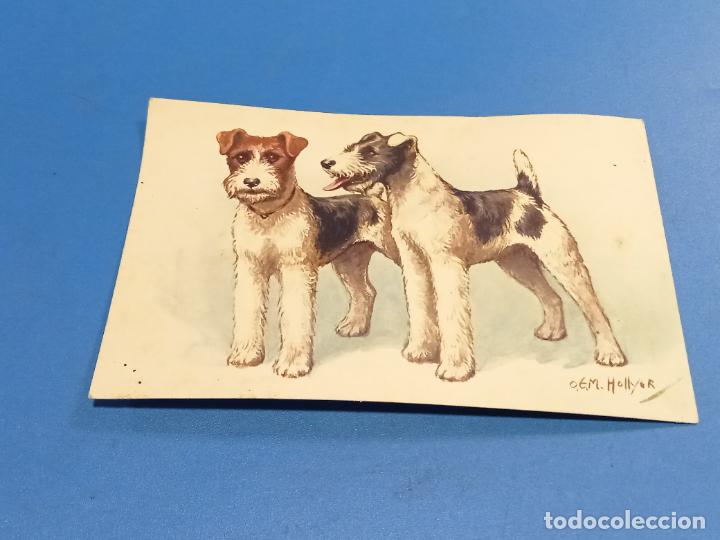 Cartes Postales: TARJETA POSTAL. DIBUJO DE DOS PERROS RAZA FOX TERRIER.
