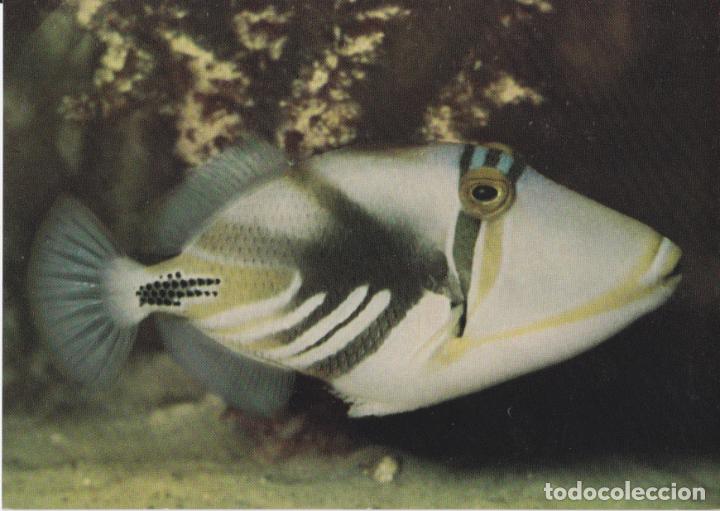 Cartes Postales: ALEMANIA, BERLIN, ACUARIO, PICASSOFISCH &ndash; FARBFOTO &ndash; S/C