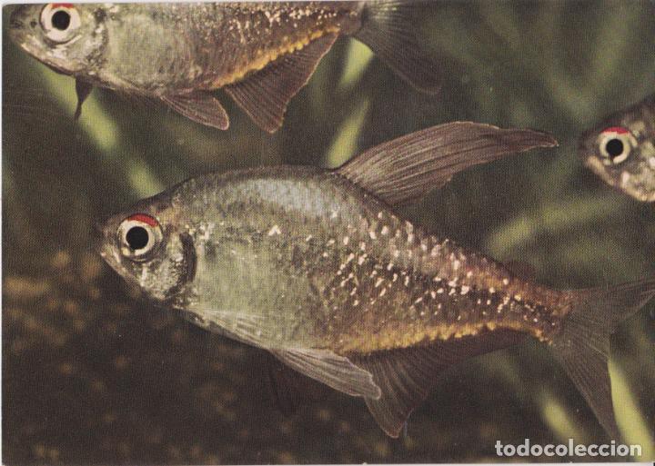 Cartes Postales: ALEMANIA, BERLIN, ACUARIO, BRILLANTSALMLER &ndash; FARBFOTO &ndash; S/C