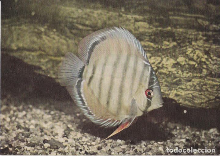 Cartes Postales: ALEMANIA, BERLIN, ACUARIO, DISKUSFISCH &ndash; FARBFOTO &ndash; S/C