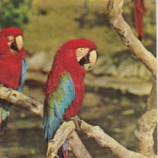 Cartes Postales: BARCELONA, ZOO DE BARCELONA, GUACAMAYO ROJO Y VERDE – EDICIONES SCHORR Nº2 – S/C. Lote 348271003