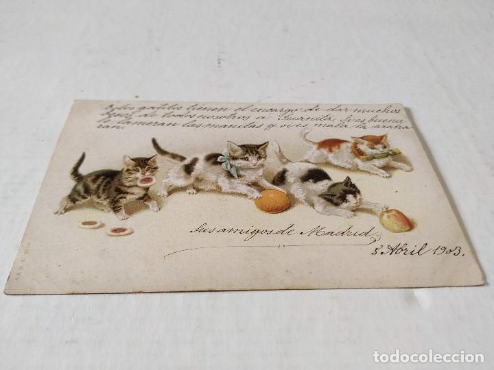 Postales: POSTAL GATITOS ----- - Foto 1