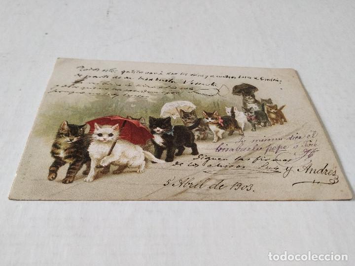 Postales: POSTAL GATITOS ----- - Foto 1