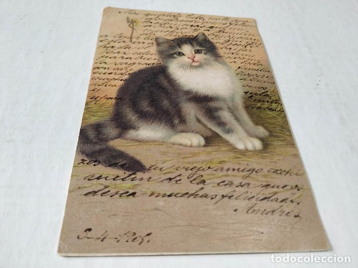 Postales: POSTAL GATO -------- - Foto 1