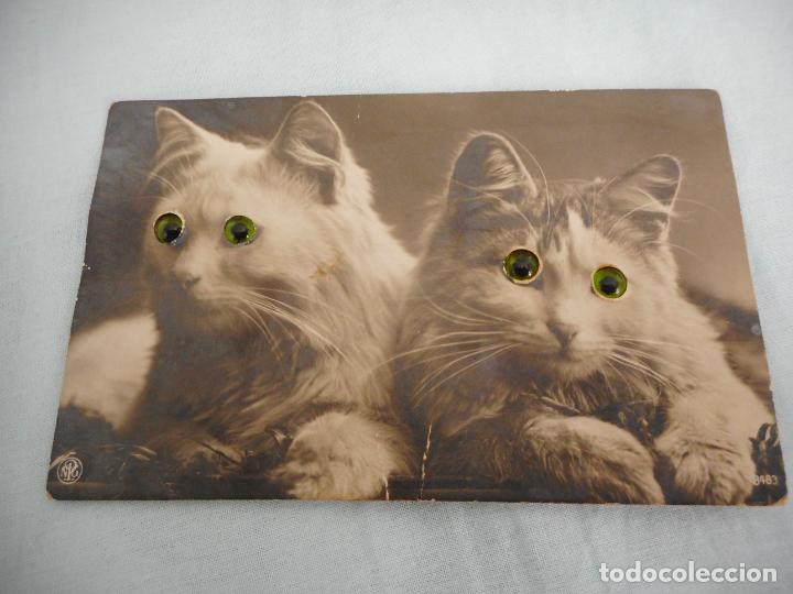 Cartes Postales: ANTIGUA POSTAL DE GATOS CON OJOS VIDRIO? GERMANY. 1915