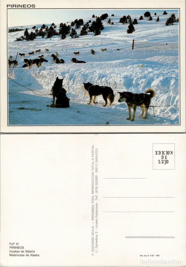 Cartes Postales: Pirineos - Huskys de Siberia - Ed. Sicilia n&ordm; FyF 31 - 150x106mm.