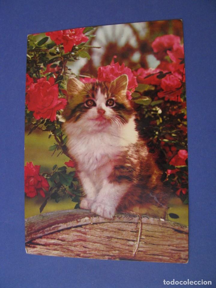 Cartes Postales: POSTAL DE GATO. ED. RAKER. 8051/E. ESCRITA.