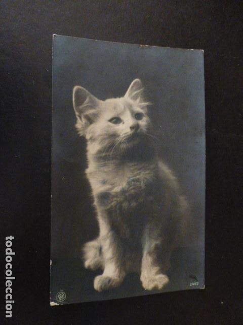 Postales: GATO POSTAL A&Ntilde;OS 20 - Foto 1