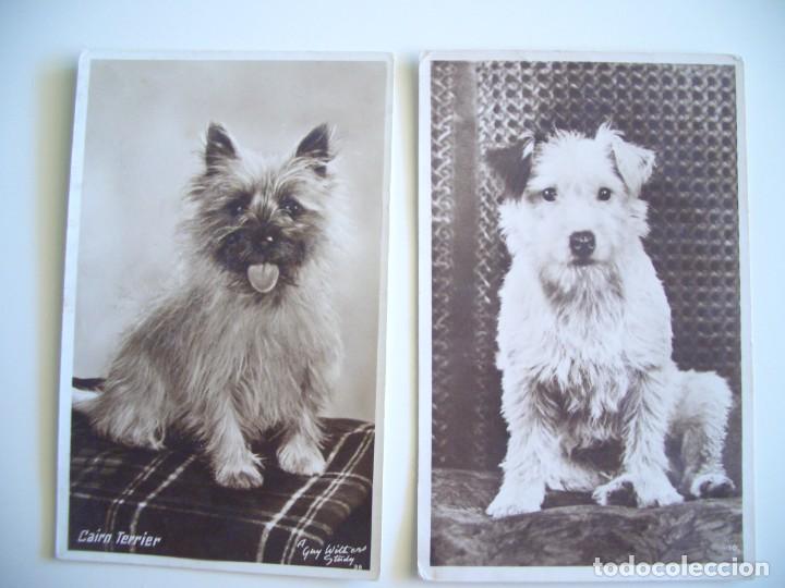 Postales: 2 postales de perros - Foto 1